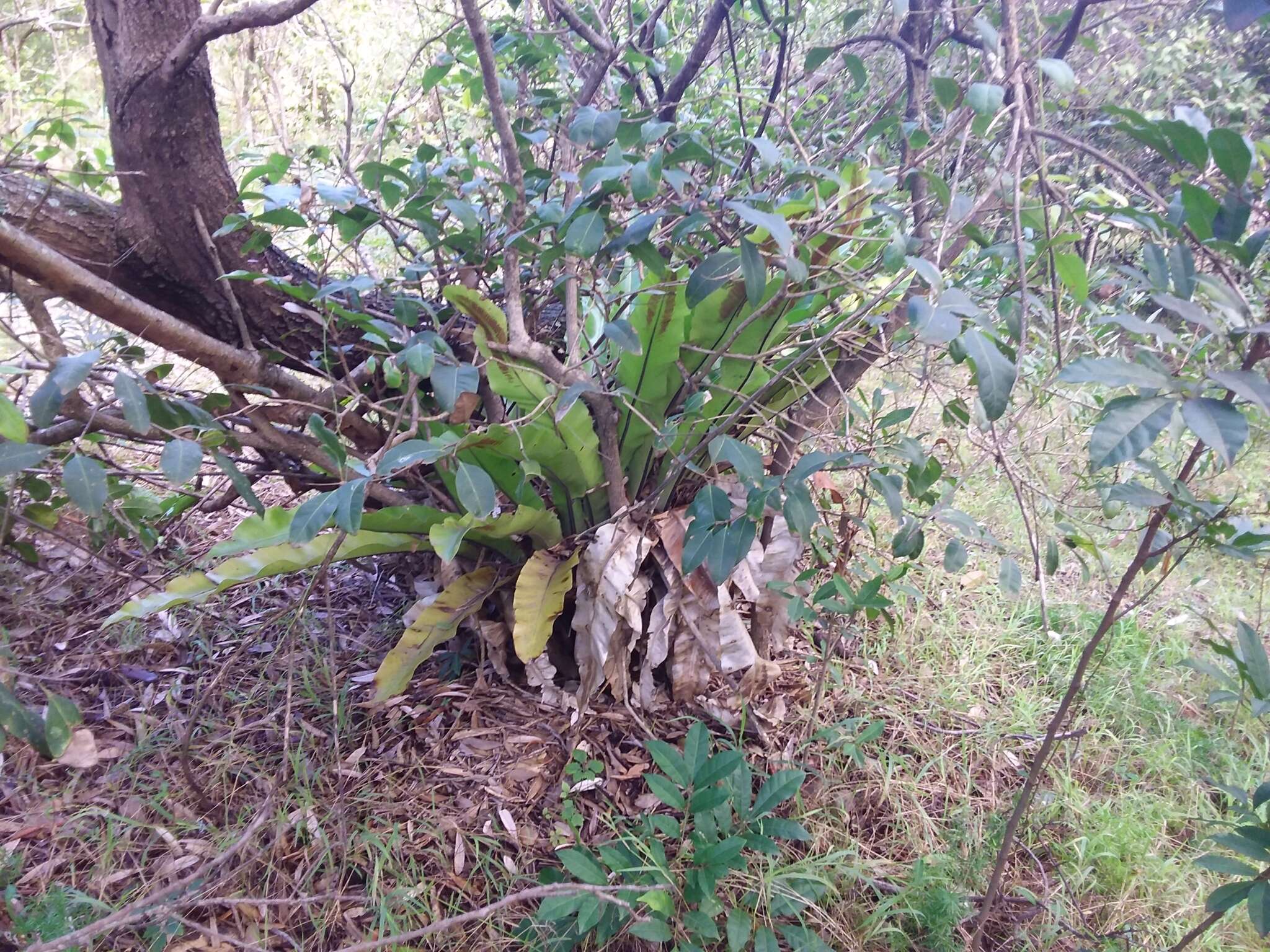 Image of Australian bird's-nest fern