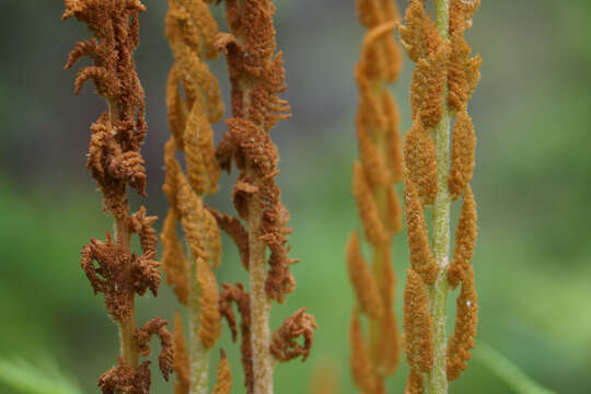 Image of Osmundastrum cinnamomeum Presl