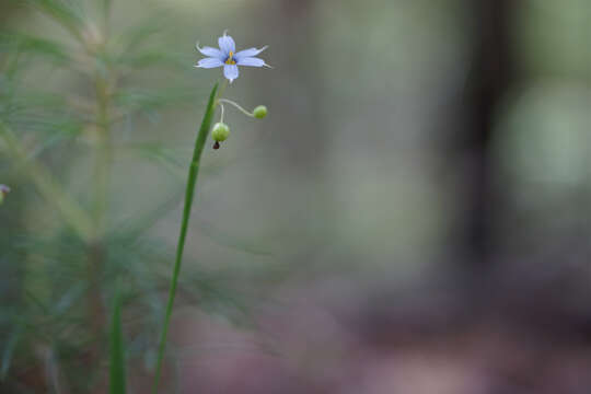 Image of narrowleaf blue-eyed grass