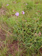 Image of Dissotis grandiflora (Sm.) Benth.