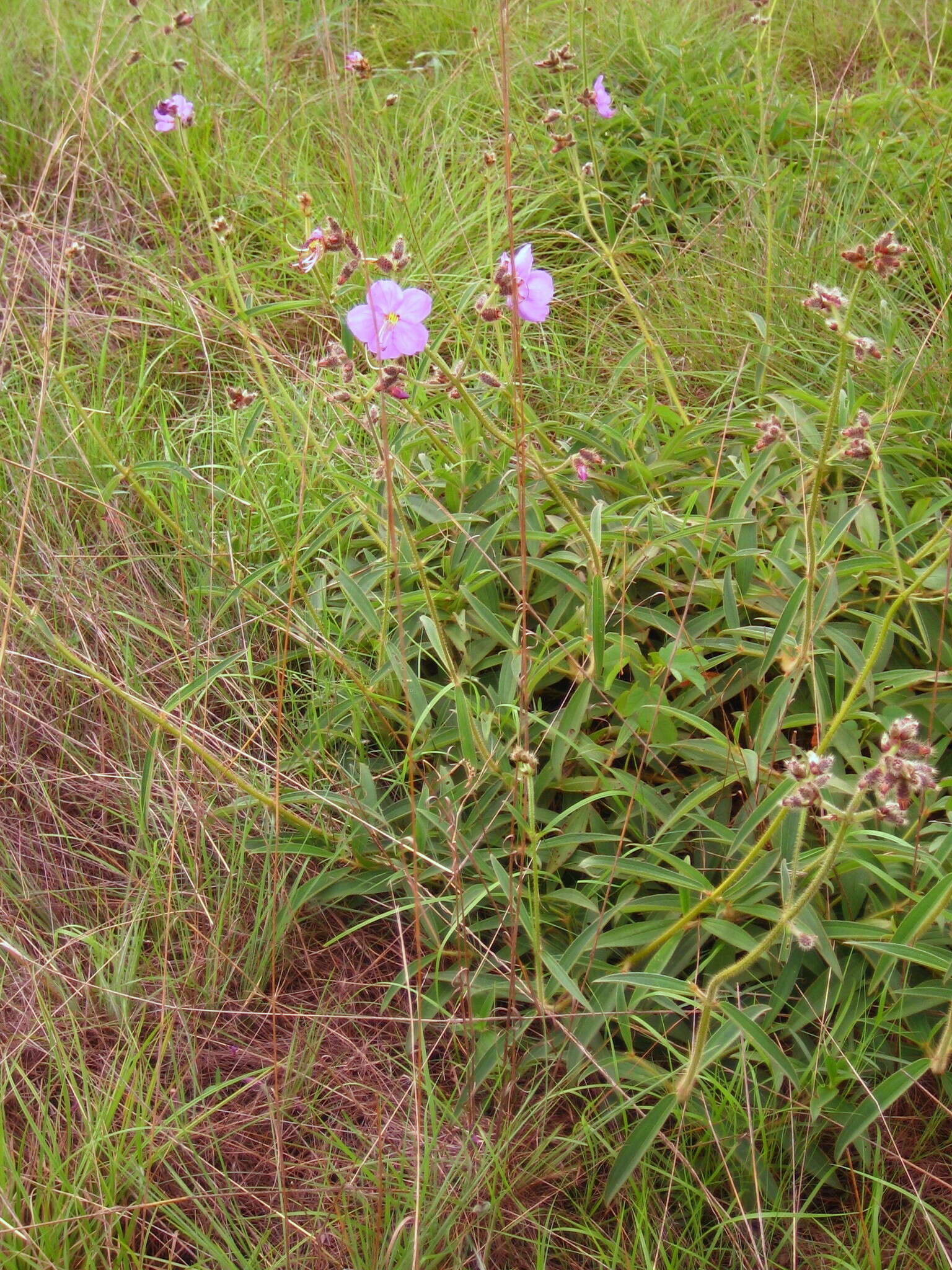 Image of Dissotis grandiflora (Sm.) Benth.