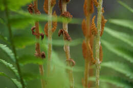 Image of Osmundastrum cinnamomeum Presl