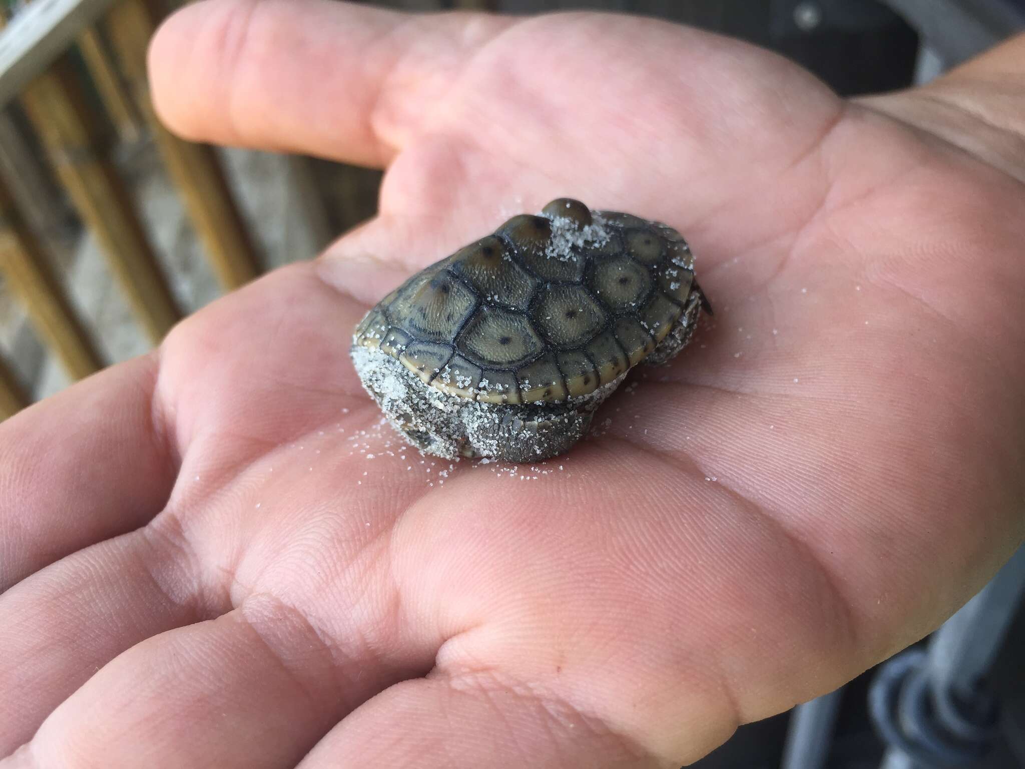 Image of Malaclemys terrapin macrospilota (Hay 1904)