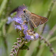 Image of Dotted Skipper