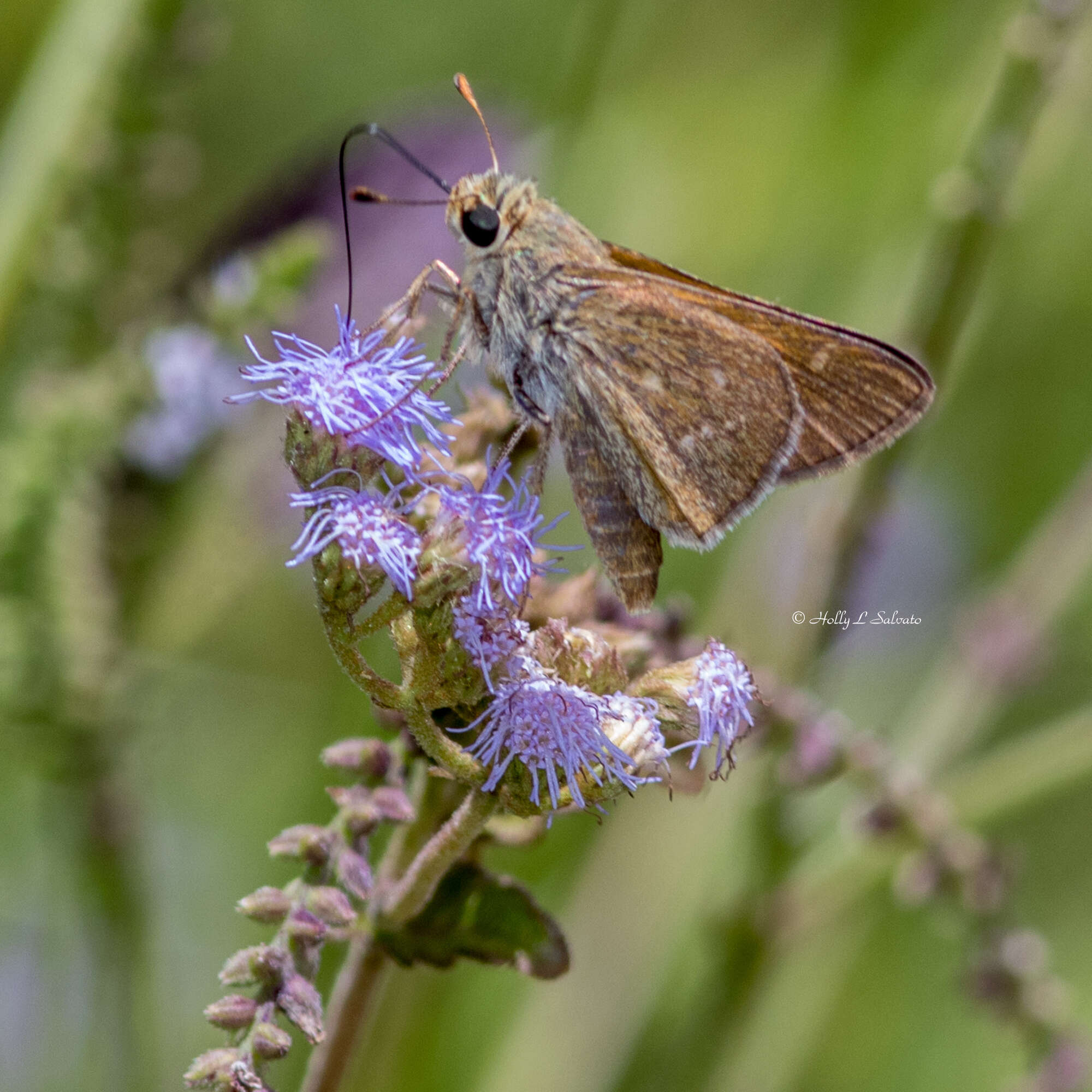 Image of Dotted Skipper