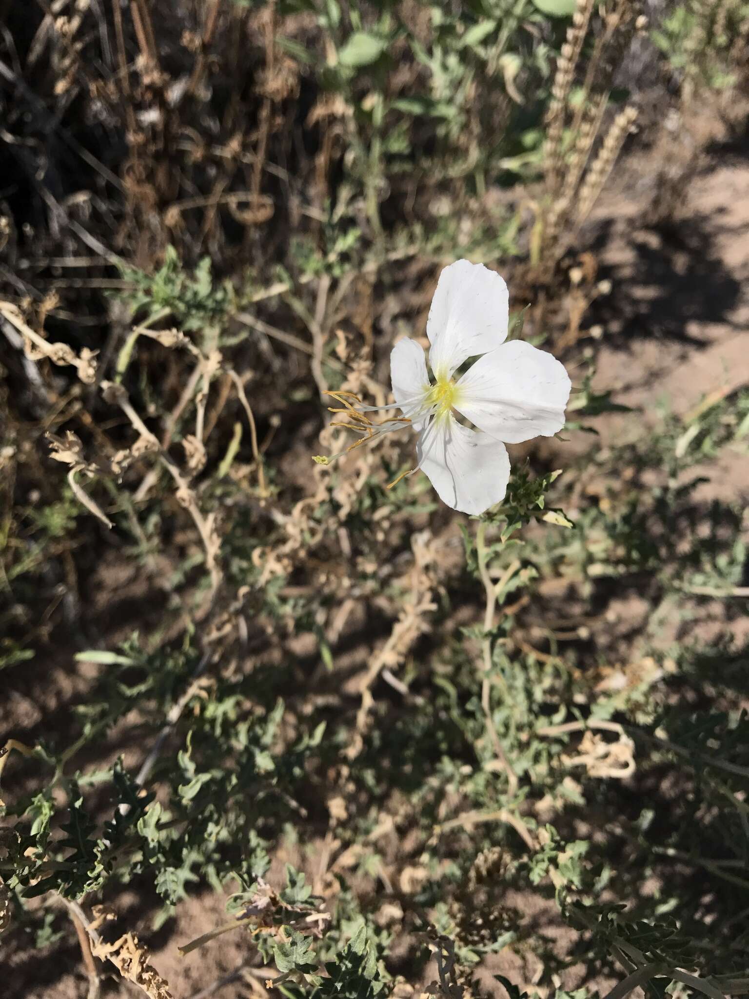 Image of crownleaf evening primrose