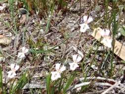 Image de Stylidium calcaratum R. Br.