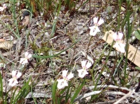 Image de Stylidium calcaratum R. Br.