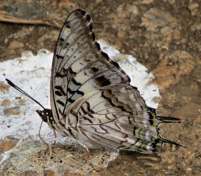 Imagem de Charaxes achaemenes Felder & Felder 1866