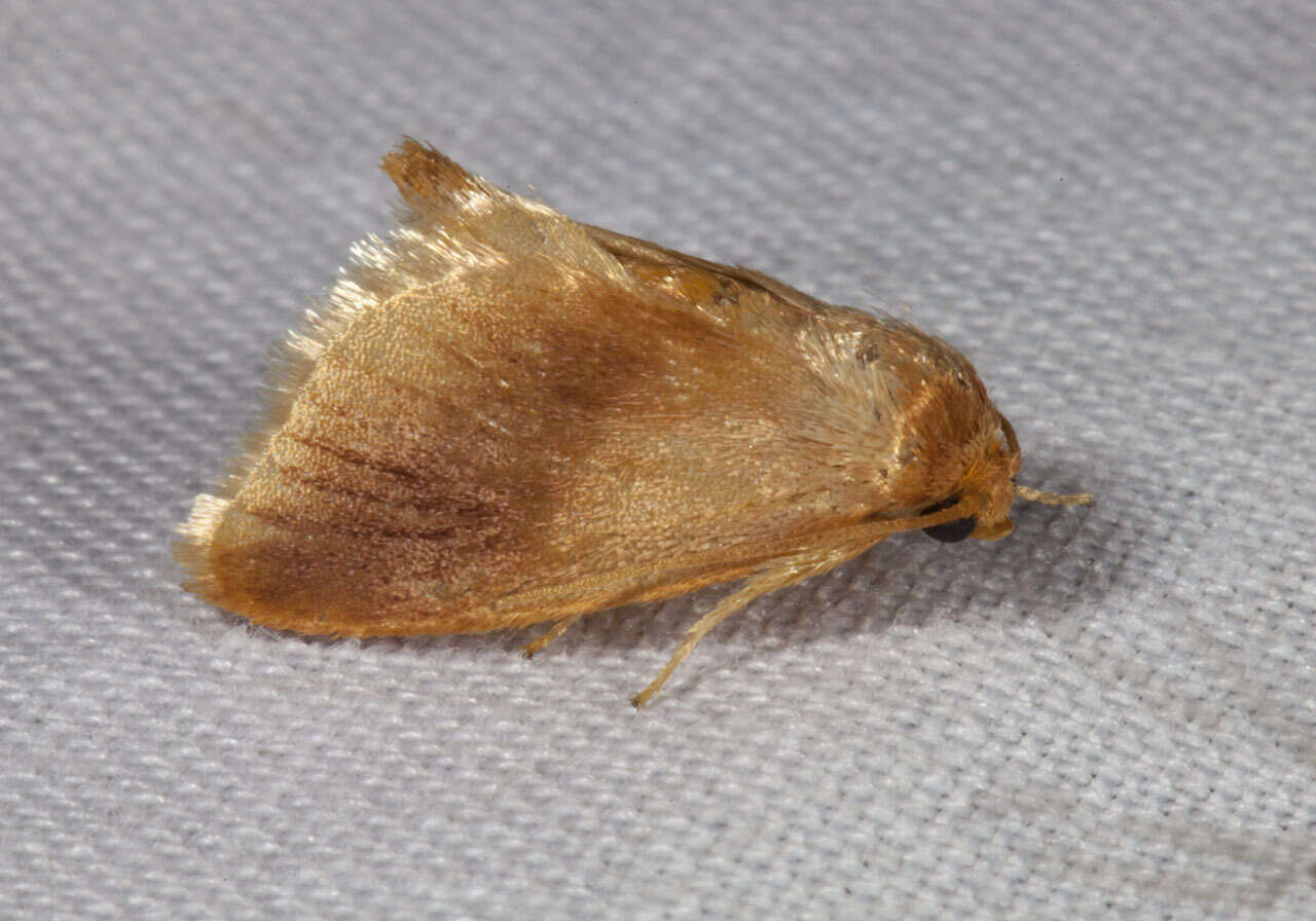 Image of Warm-chevroned Moth