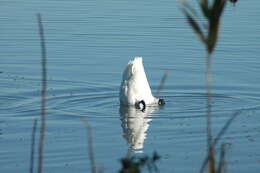 Image of Trumpeter Swan