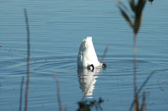 Image of Trumpeter Swan