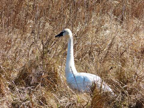 Image of Trumpeter Swan