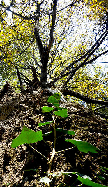 Image of English ivy