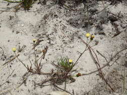 Image of Senecio paniculatus Berg.