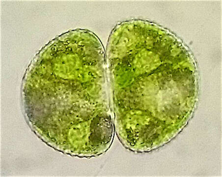 Image of Cosmarium botrytis