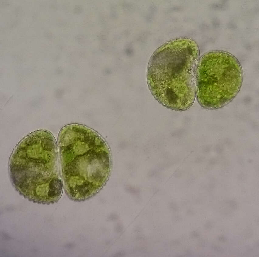 Image of cosmarian algae