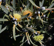 Image of Hakea cinerea R. Br.