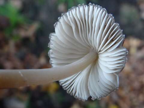 Image of Winter bonnet