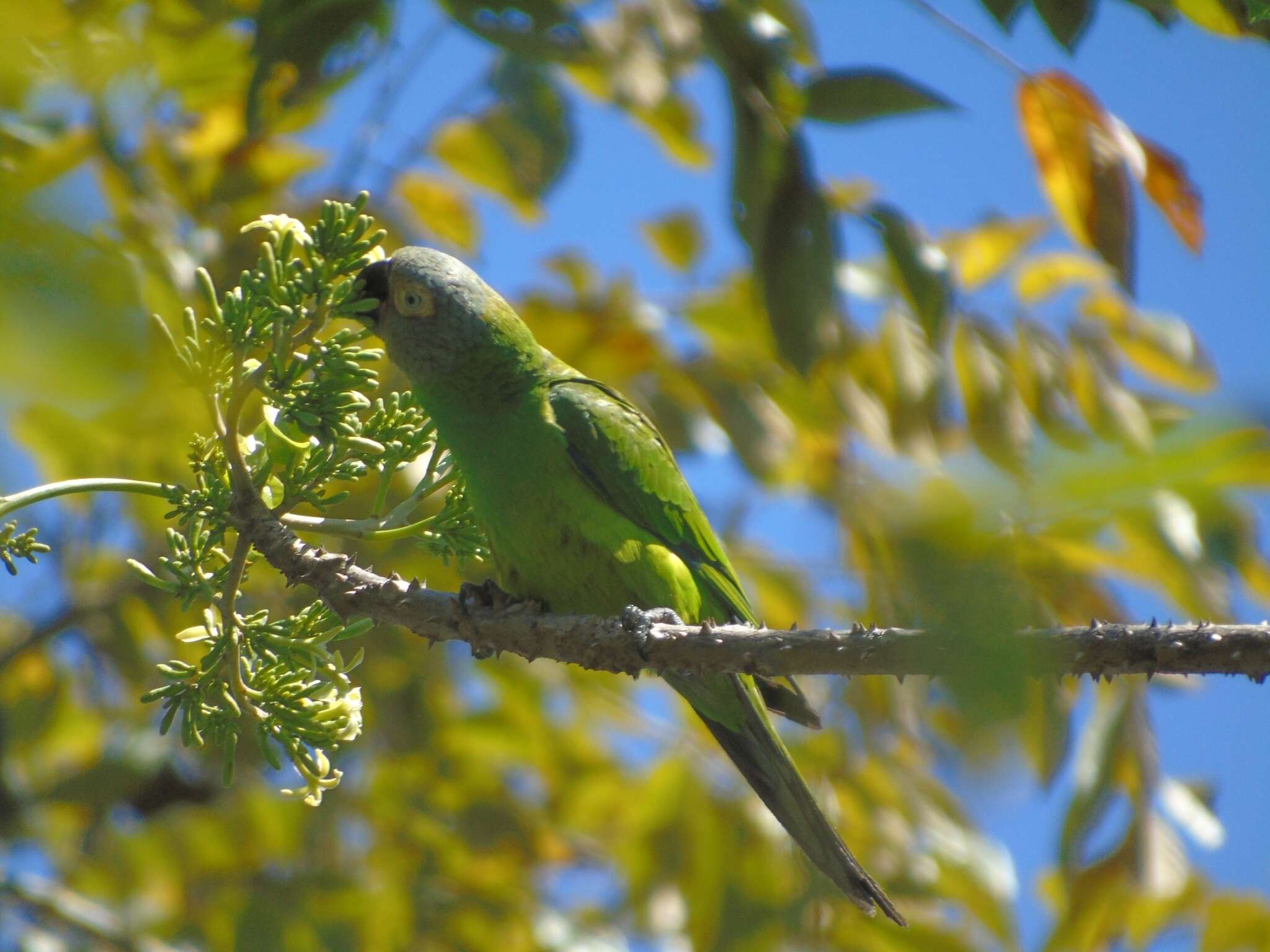 Image of Dusky-headed Parakeet