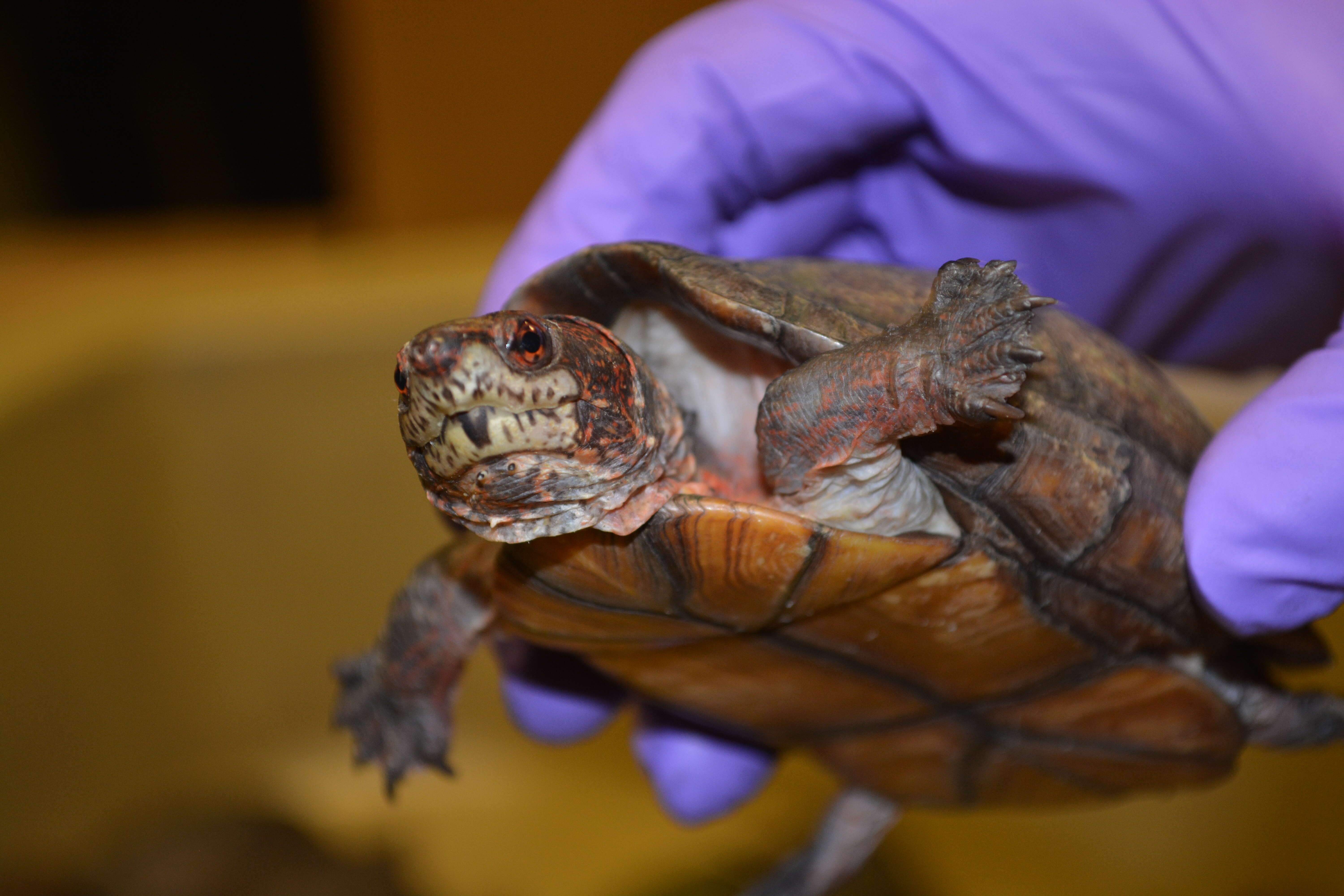 Image of Scorpion mud turtle