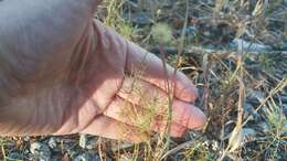 صورة Erigeron reductus var. angustatus (A. Gray) G. L. Nesom