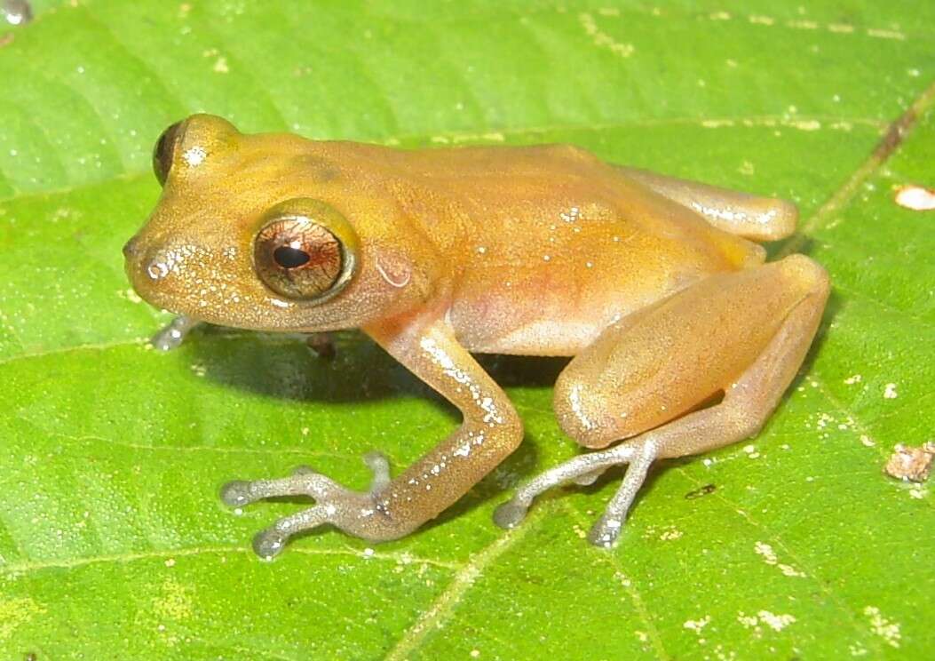 Image of Pristimantis waoranii (McCracken, Forstner & Dixon 2007)