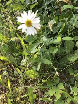 Слика од Leucanthemum maximum (Ramond) DC.