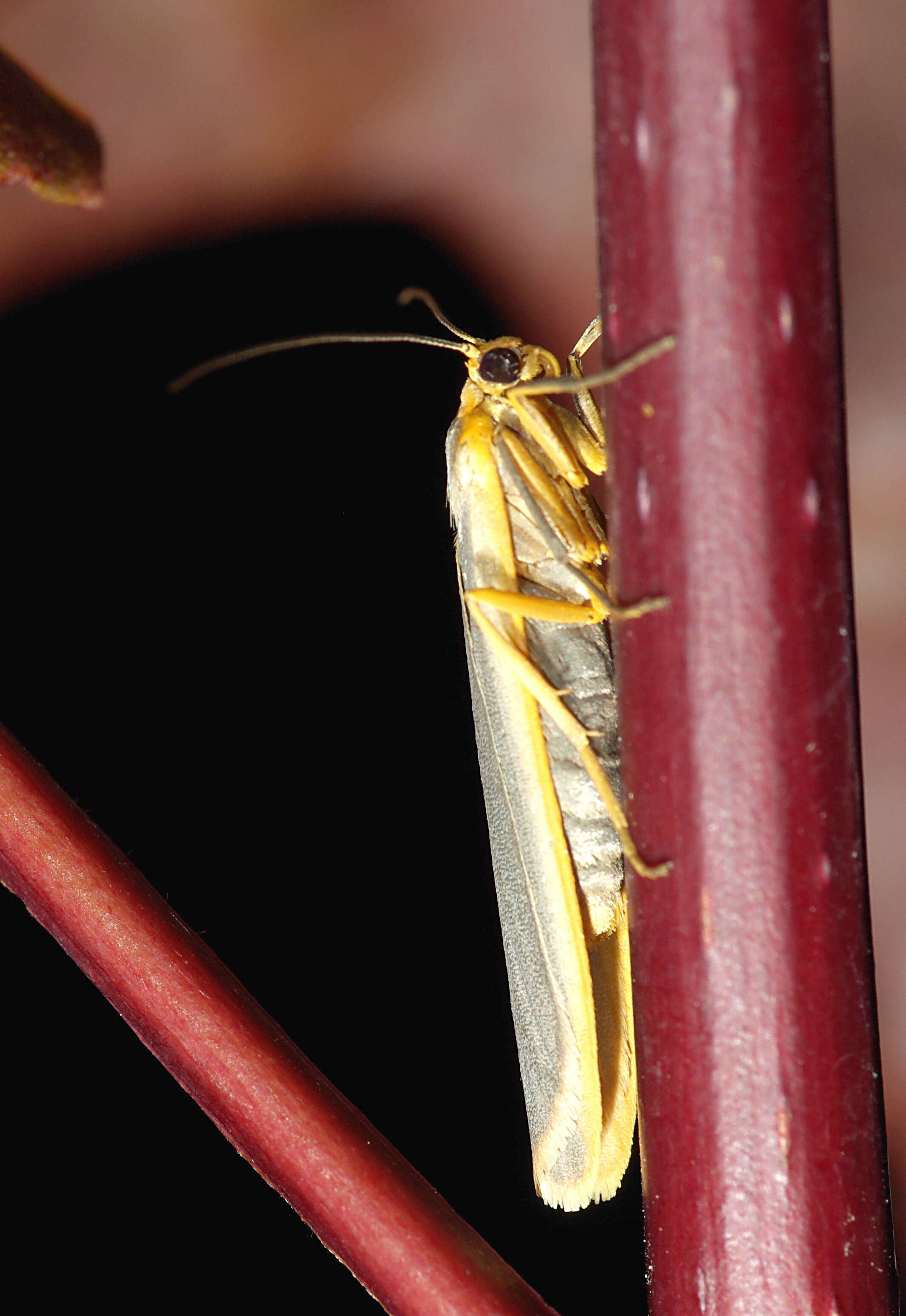 Image of common footman