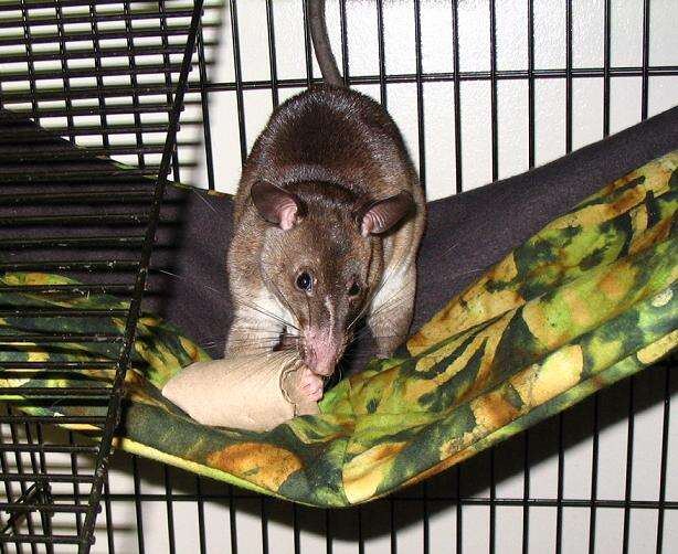 Image of pouched rats
