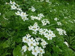 Imagem de Anemonastrum narcissiflorum subsp. crinitum (Juz.) Raus