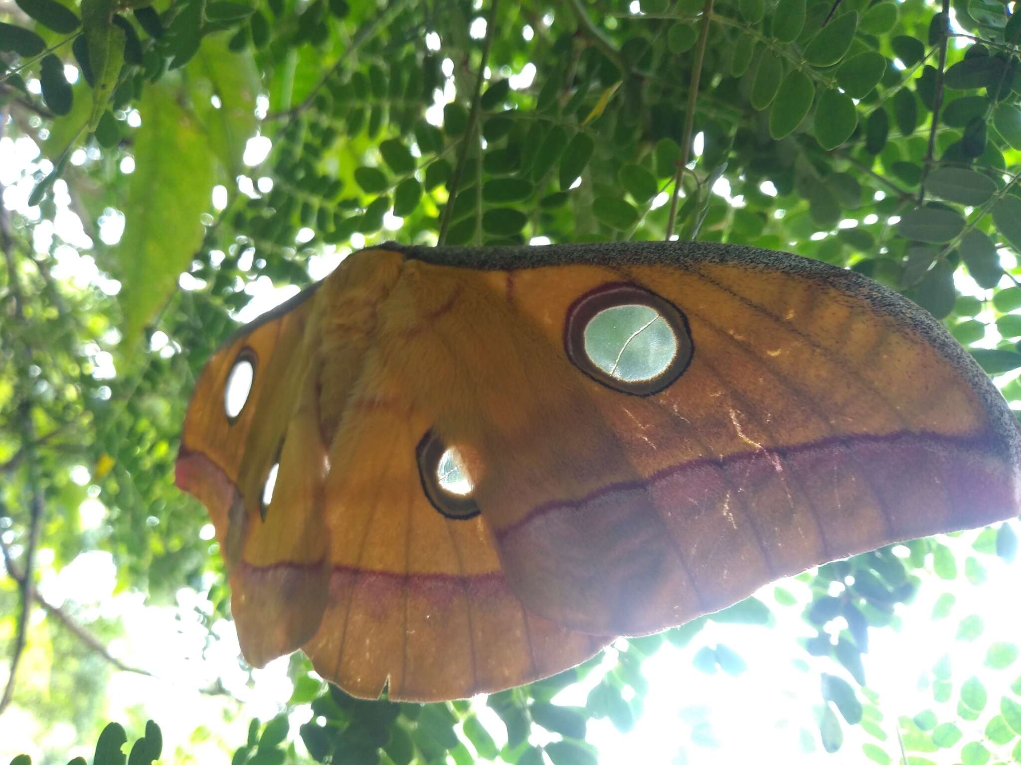 Image of Tasar Silkmoth