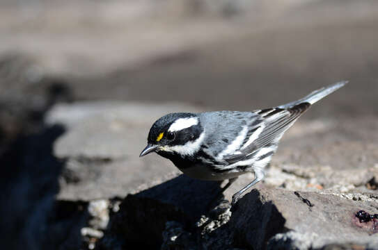 Image of Black-throated Grey Warbler