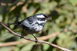 Image of Black-throated Grey Warbler