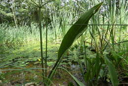 Image of Narrow-leaved Water-plantain