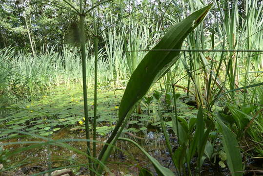 Image of Narrow-leaved Water-plantain