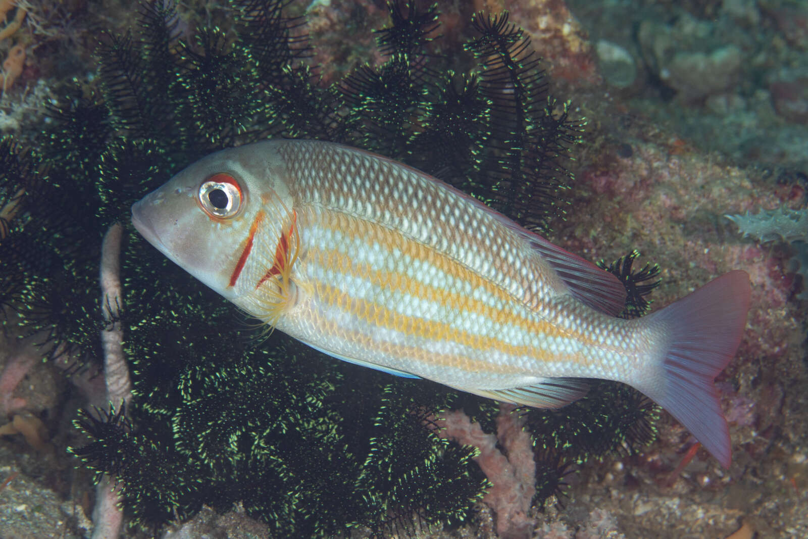 Imagem de Lethrinus ornatus Valenciennes 1830