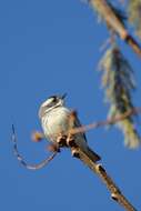 Image of Black-throated Grey Warbler