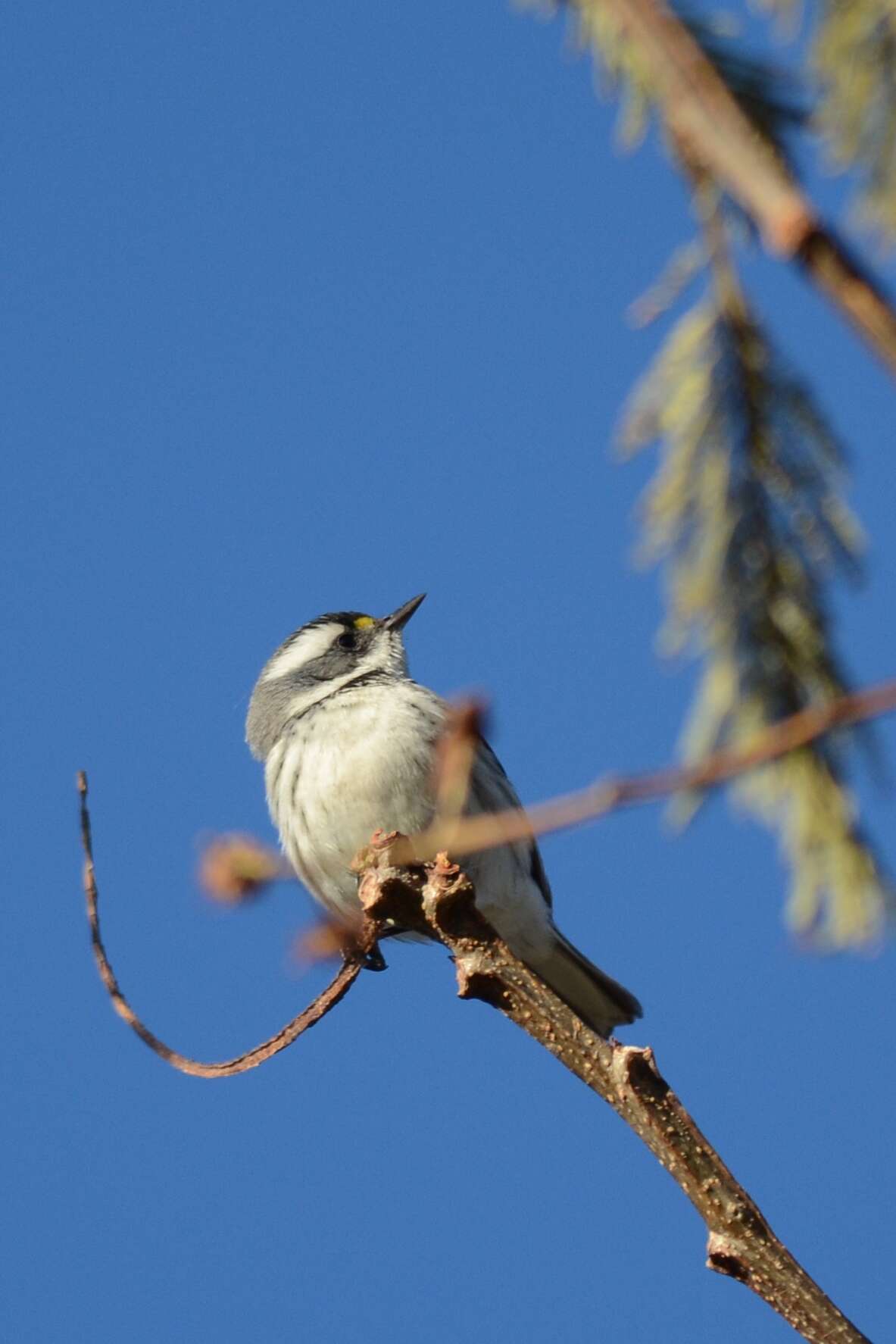 Image of Black-throated Grey Warbler