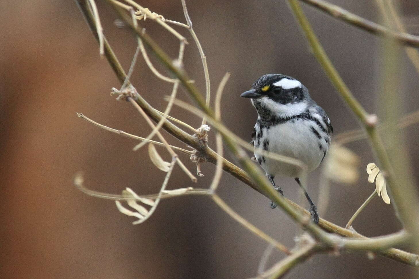 Image of Black-throated Grey Warbler