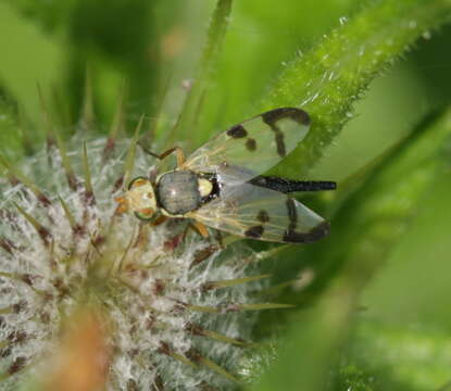 Image of Urophora stylata (Fabricius 1775)