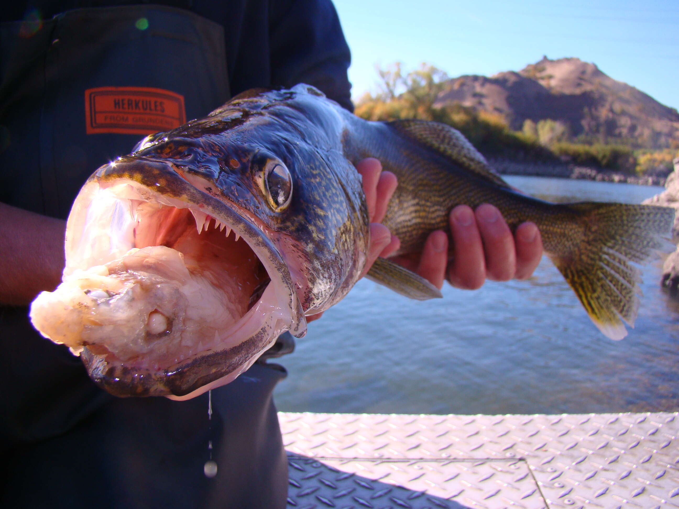 Image of Walleye