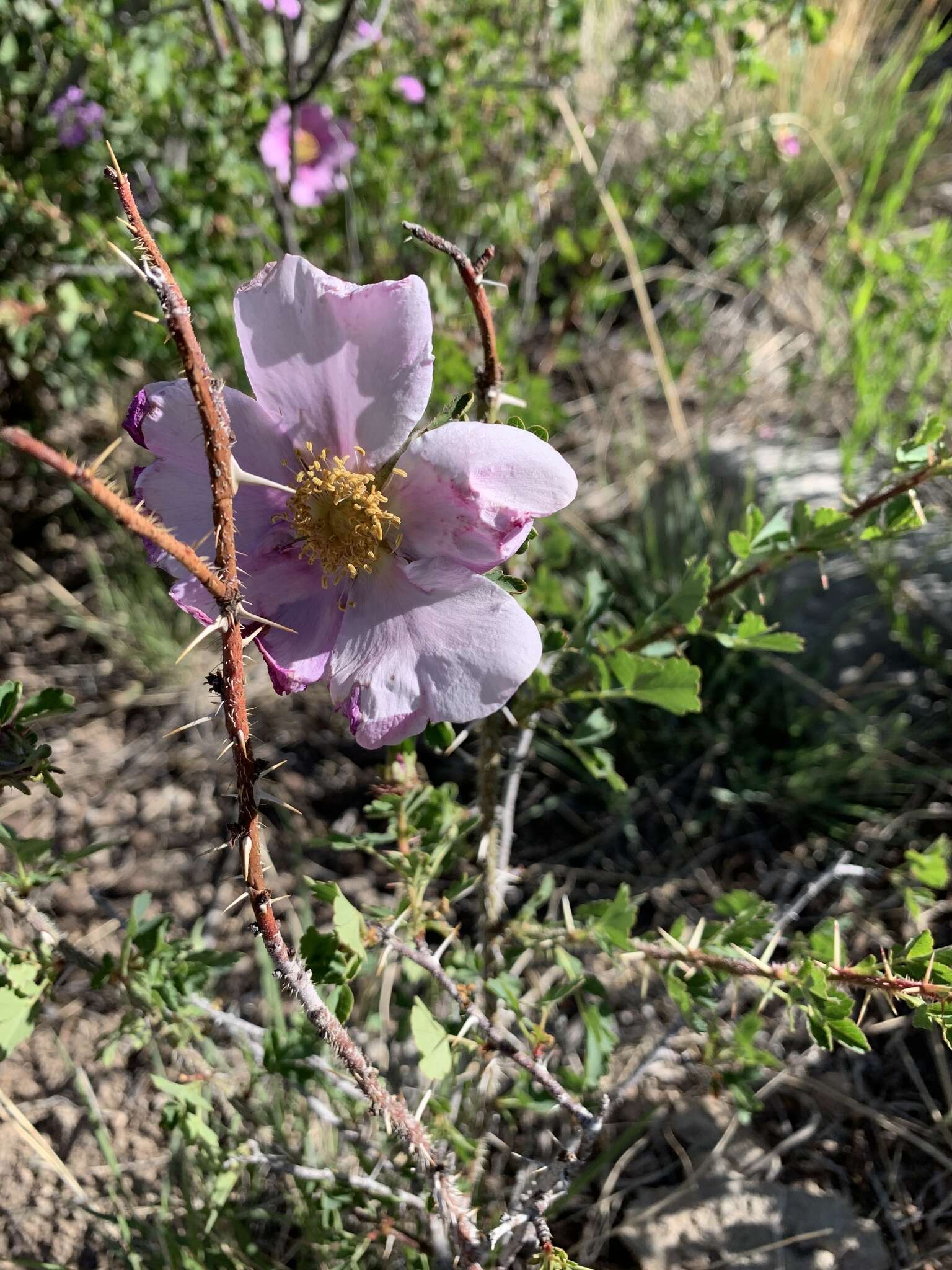 Rosa stellata subsp. stellata resmi