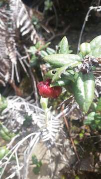 Image of Gaultheria domingensis Urb.