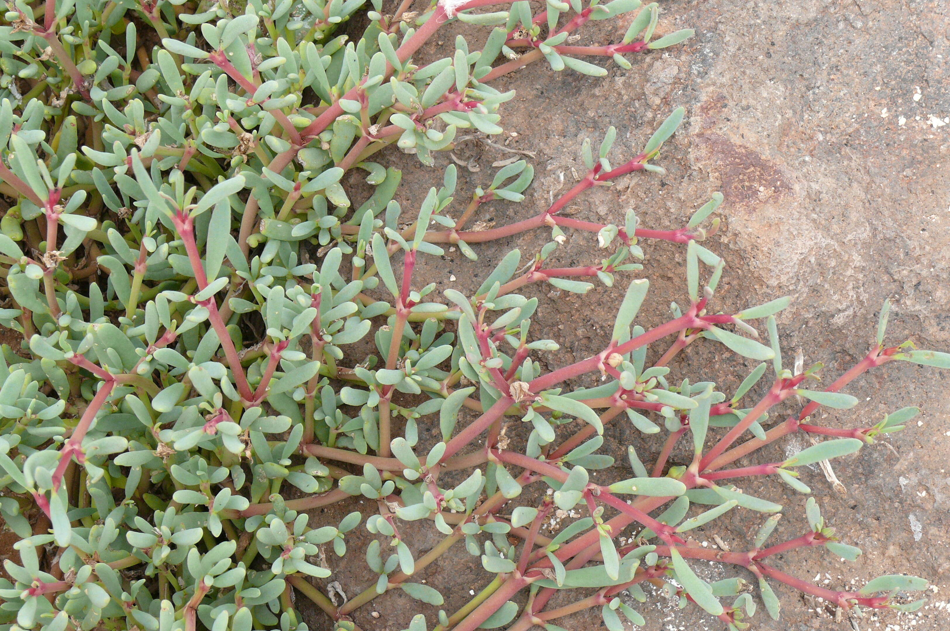 Image of Galapagos carpetweed