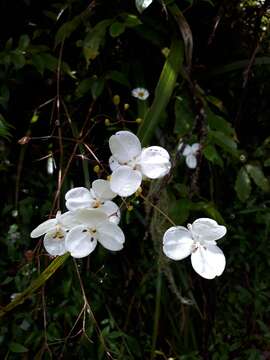 Image of Libertia ixioides (G. Forst.) Spreng.