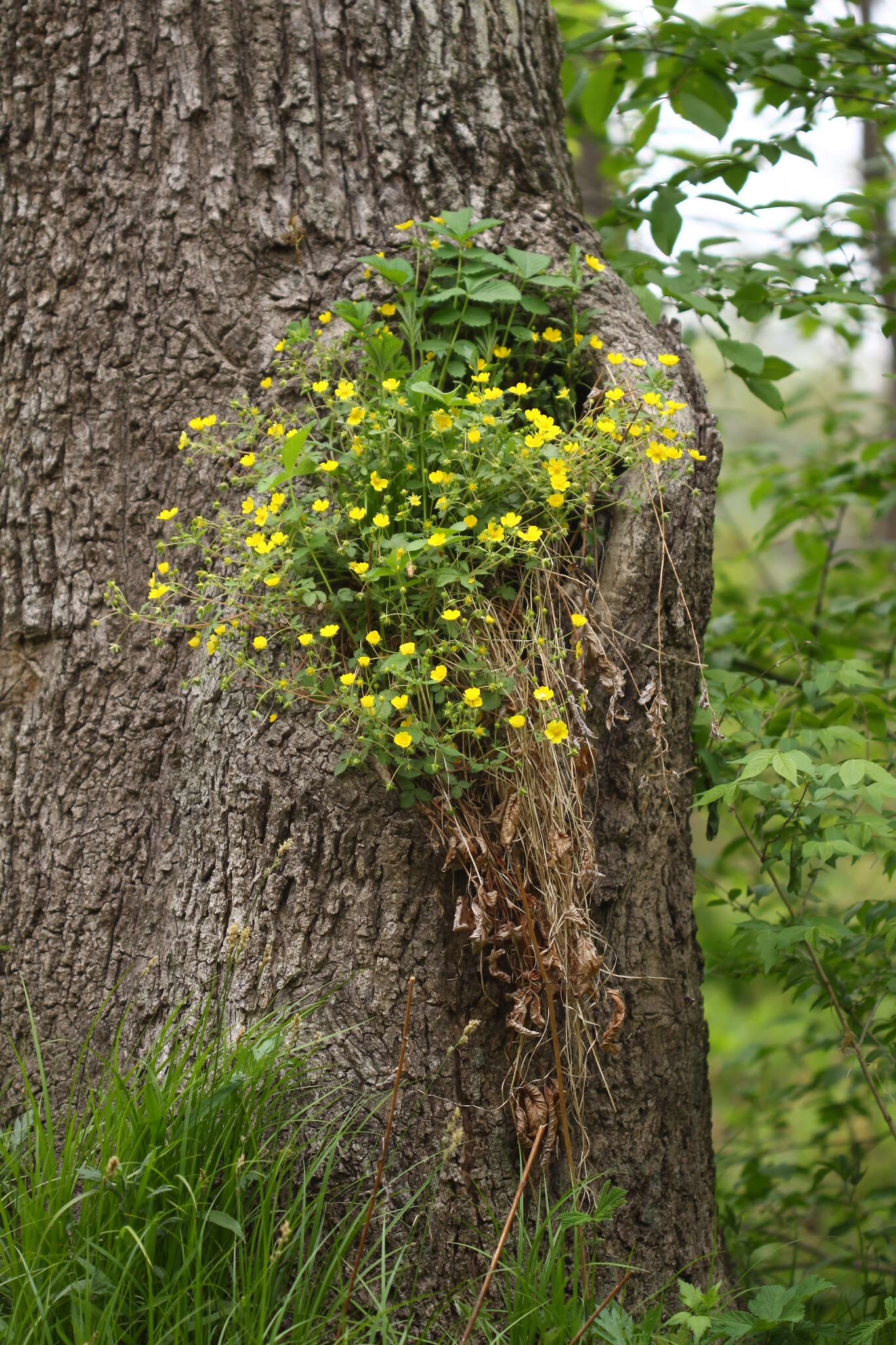 صورة Potentilla fragarioides L.