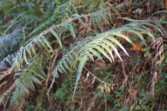 Plancia ëd Christella acuminata (Houtt.) Holtt.