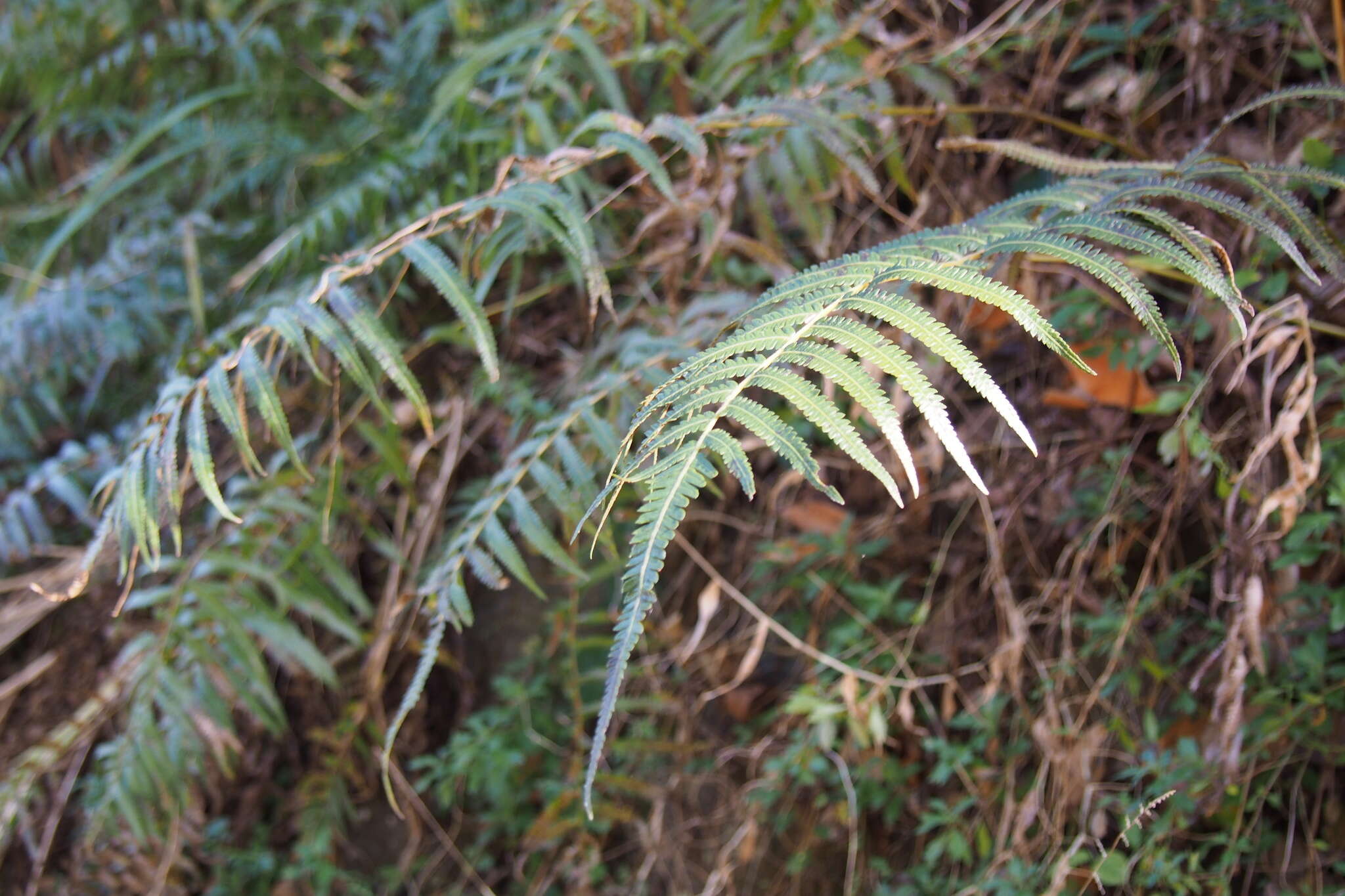 Image de Christella acuminata (Houtt.) Holtt.