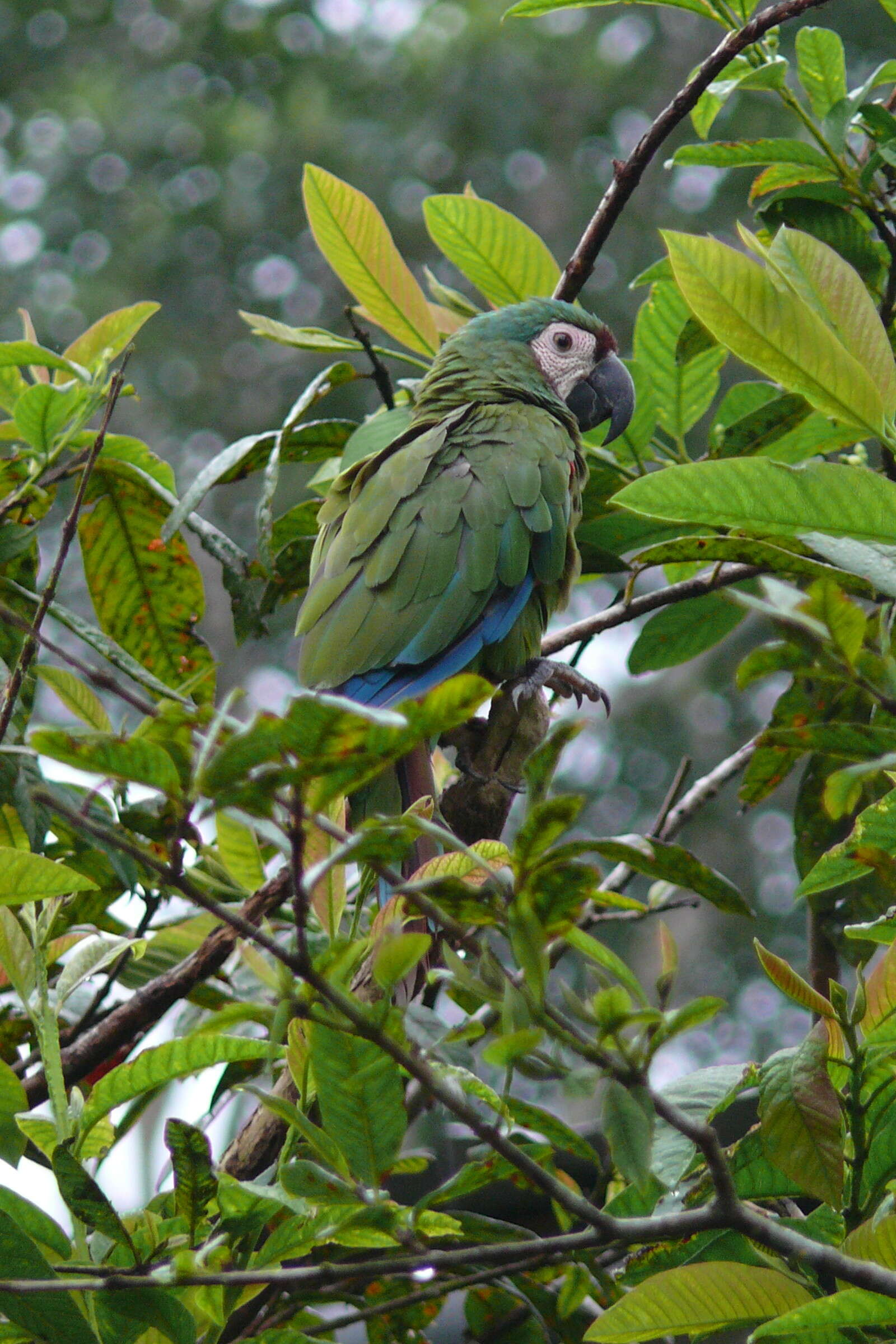 Image of Chestnut-fronted Macaw